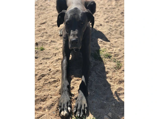 Purebred mantle Great Dane Puppies for sale - 10/10