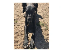 Purebred mantle Great Dane Puppies for sale - 10