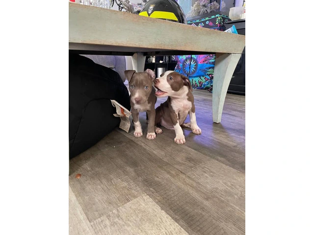 2 full blooded red nose pitbull puppies - 1/6