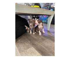 2 full blooded red nose pitbull puppies