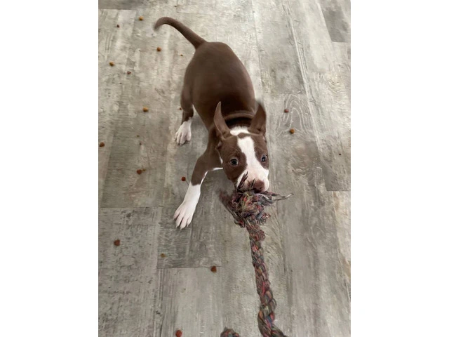 2 full blooded red nose pitbull puppies - 2/6