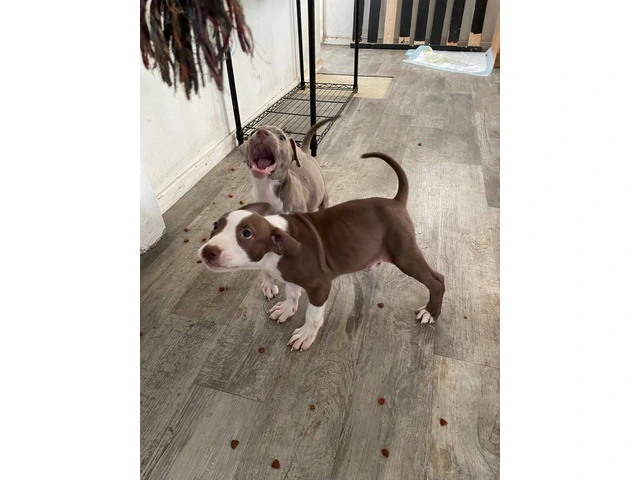 2 full blooded red nose pitbull puppies - 3/6