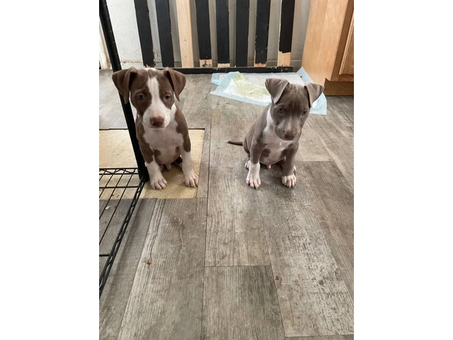 2 full blooded red nose pitbull puppies - 4/6