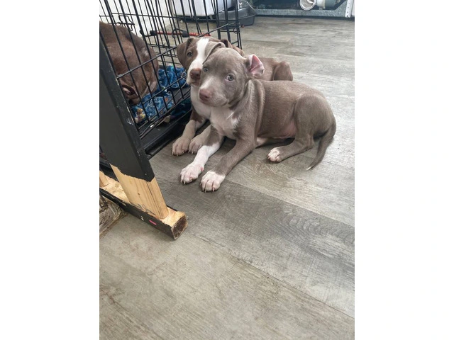 2 full blooded red nose pitbull puppies - 5/6