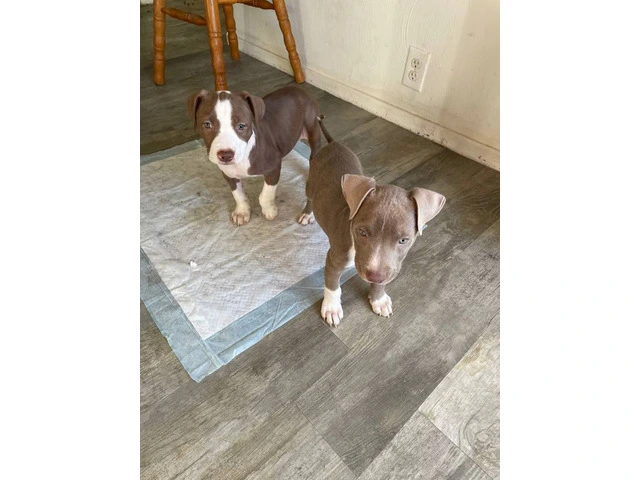 2 full blooded red nose pitbull puppies - 6/6