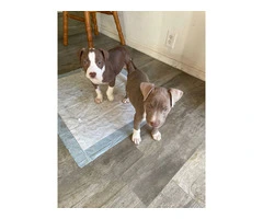 2 full blooded red nose pitbull puppies - 6