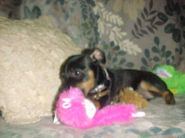 Miniature Pinscher puppy $450 - 3/4