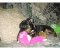 Miniature Pinscher puppy $450 - 3