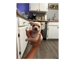 Selling 3 Chihuahua puppies - 2