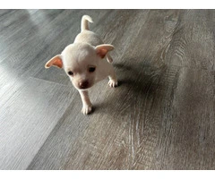 Selling 3 Chihuahua puppies - 3