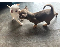 Selling 3 Chihuahua puppies - 4