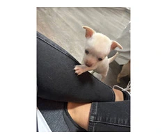Selling 3 Chihuahua puppies - 5