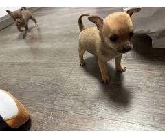 Selling 3 Chihuahua puppies - 6