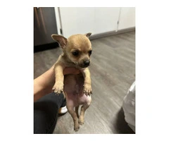 Selling 3 Chihuahua puppies - 7