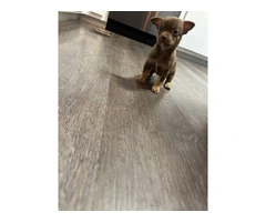 Selling 3 Chihuahua puppies - 9