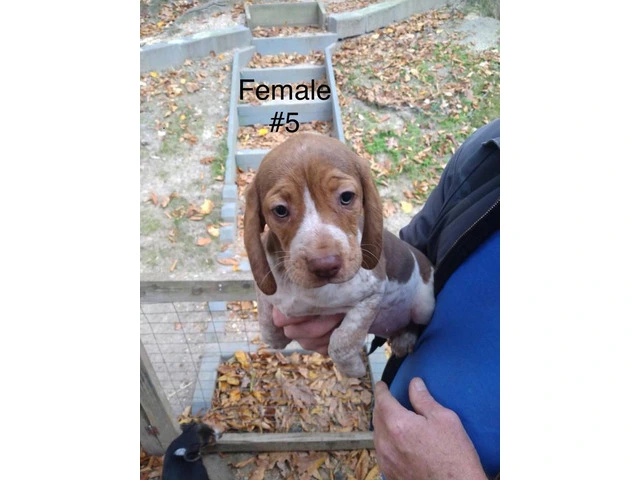 5 beagle puppies ready for rehoming - 1/5
