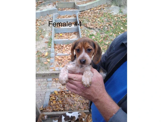 5 beagle puppies ready for rehoming - 2/5