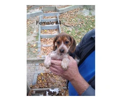 5 beagle puppies ready for rehoming - 2