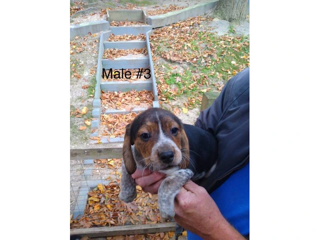 5 beagle puppies ready for rehoming - 3/5