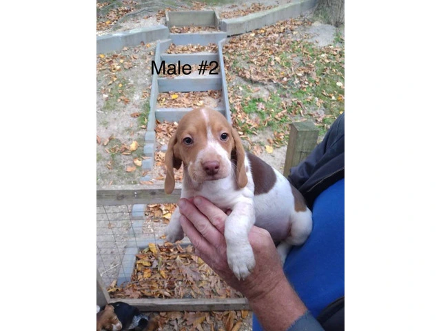 5 beagle puppies ready for rehoming - 4/5