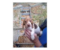 5 beagle puppies ready for rehoming - 4