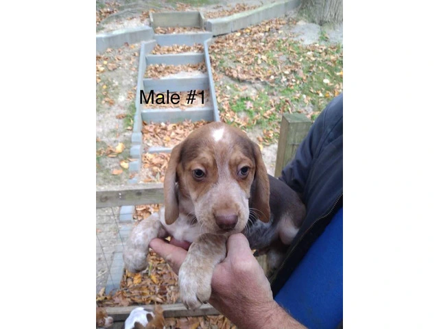 5 beagle puppies ready for rehoming - 5/5