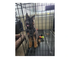 Pedigreed German shepherd puppy for sale - 4