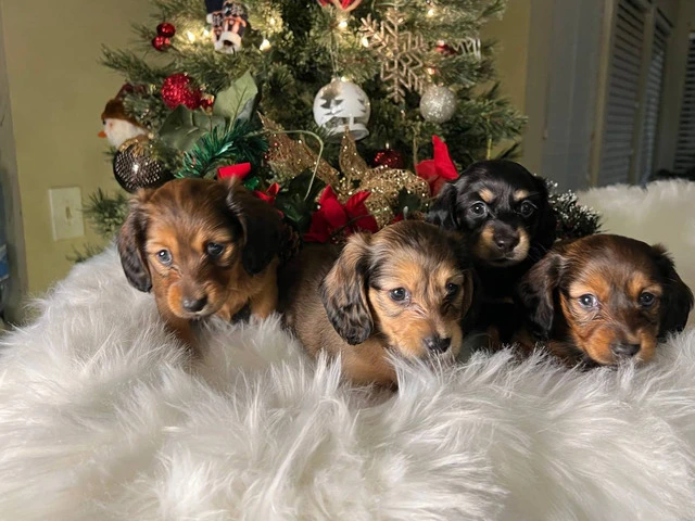 3 boy long-haired mini dachshund puppies - 1/12