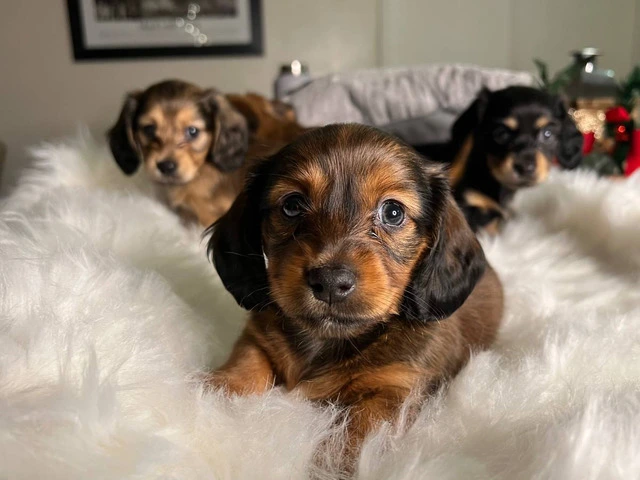 3 boy long-haired mini dachshund puppies - 4/12