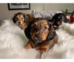 3 boy long-haired mini dachshund puppies - 4