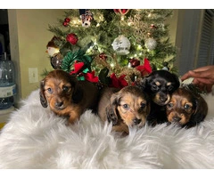 3 boy long-haired mini dachshund puppies - 6