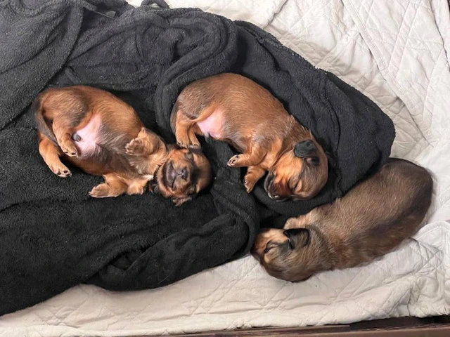 3 boy long-haired mini dachshund puppies - 7/12