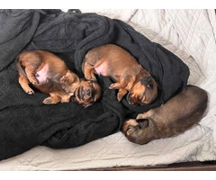 3 boy long-haired mini dachshund puppies - 7