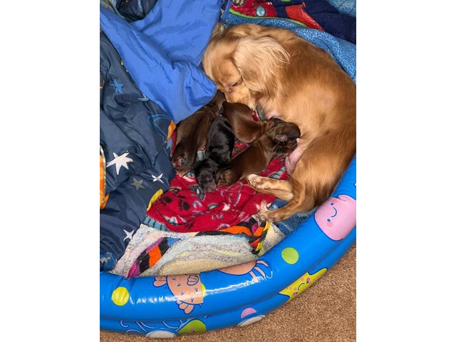 3 boy long-haired mini dachshund puppies - 9/12