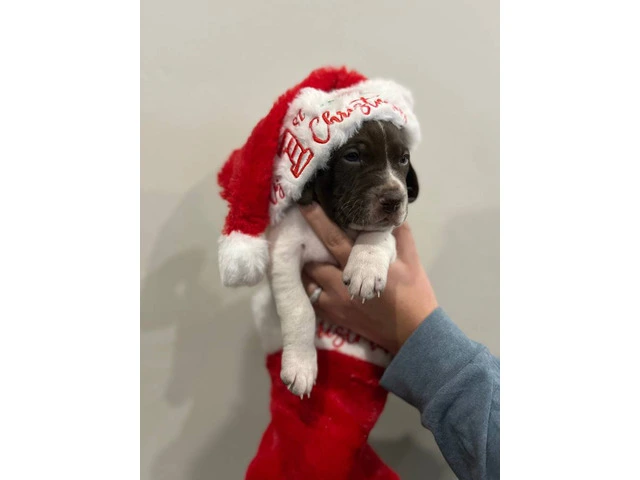 3 GSP puppies ready for Christmas - 1/7