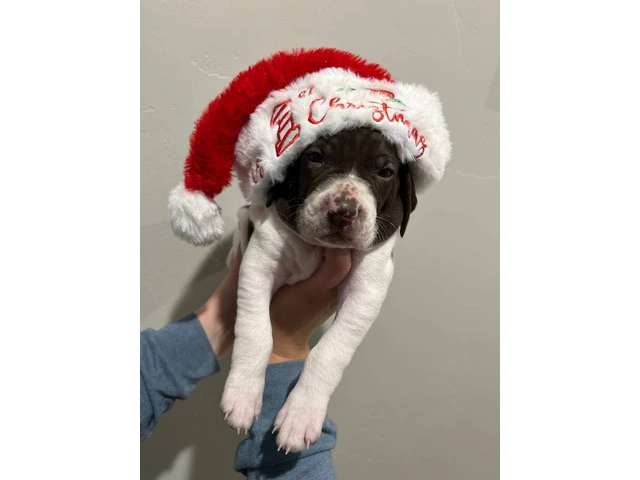 3 GSP puppies ready for Christmas - 3/7