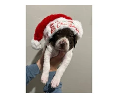 3 GSP puppies ready for Christmas - 3