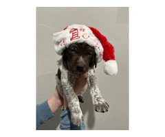 3 GSP puppies ready for Christmas - 5