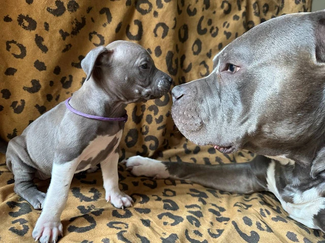 9 Bluenose puppies for sale - 1/10