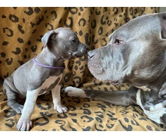 9 Bluenose puppies for sale
