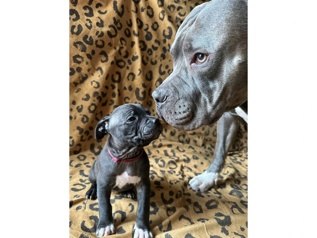 9 Bluenose puppies for sale - 3/10