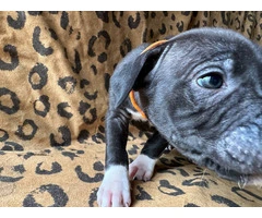 9 Bluenose puppies for sale - 4
