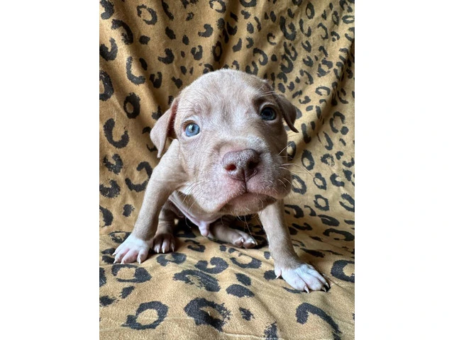9 Bluenose puppies for sale - 5/10