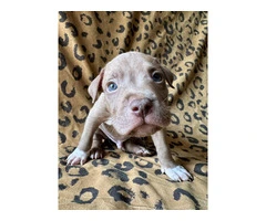 9 Bluenose puppies for sale - 5