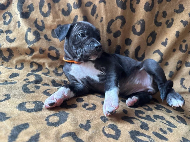 9 Bluenose puppies for sale - 6/10
