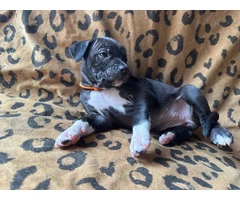 9 Bluenose puppies for sale - 6