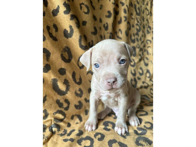 9 Bluenose puppies for sale - 7/10
