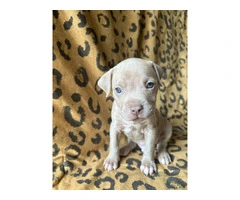 9 Bluenose puppies for sale - 7