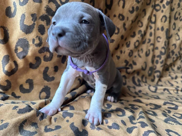 9 Bluenose puppies for sale - 8/10