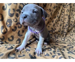 9 Bluenose puppies for sale - 8